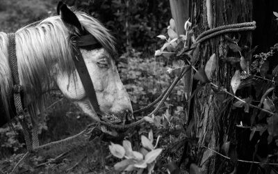 ‘El regreso de las Antiguas Voces’, de Pablo Ernesto Piovano, premio World Press Photo al ‘Proyecto a largo plazo’ de Sudamérica. Un retrato de las luchas indígenas y del mundo Mapuche.