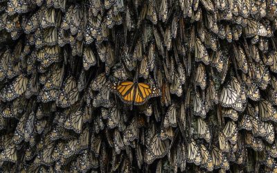 El fotógrafo español Jaime Rojo retrata los efuerzos de conservación de las mariposas Monarca en América del Norte. Premio World Press Photo en la categoría ‘Stories’.